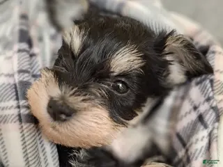 Miniature Schnauzer dogs Ms. MINTY - Ad 20