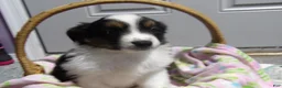 Miniature Australian Shepherd dogs for sale: Mandy - Ad 4