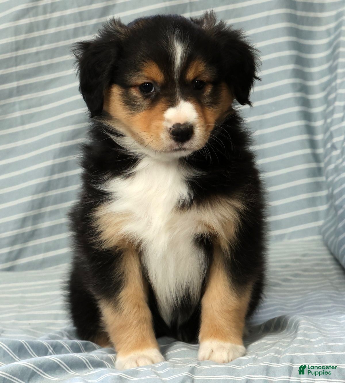Australian Shepherd dogs for sale: Lady - Ad 9