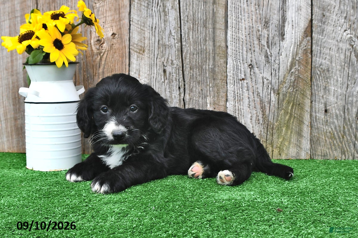 Mini Aussiedoodle dogs Jasper - Ad 2