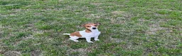 Jack Russell Terrier dogs for sale: Jack Russell Terrier Girl 1 - Ad 6
