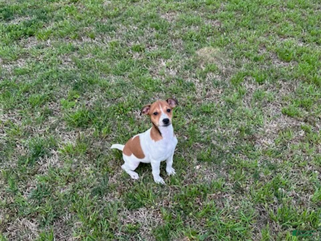 Jack Russell Terrier dogs for sale: Jack Russell Terrier Girl 1 - Ad 6