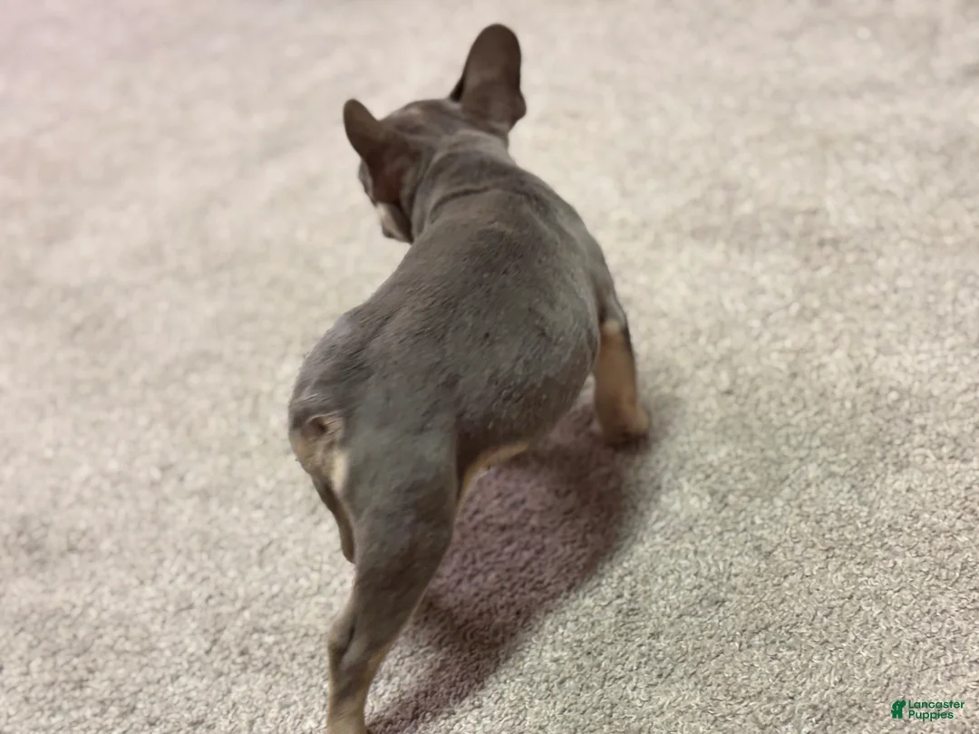 French Bulldog dogs for sale: Tyson - Ad 3