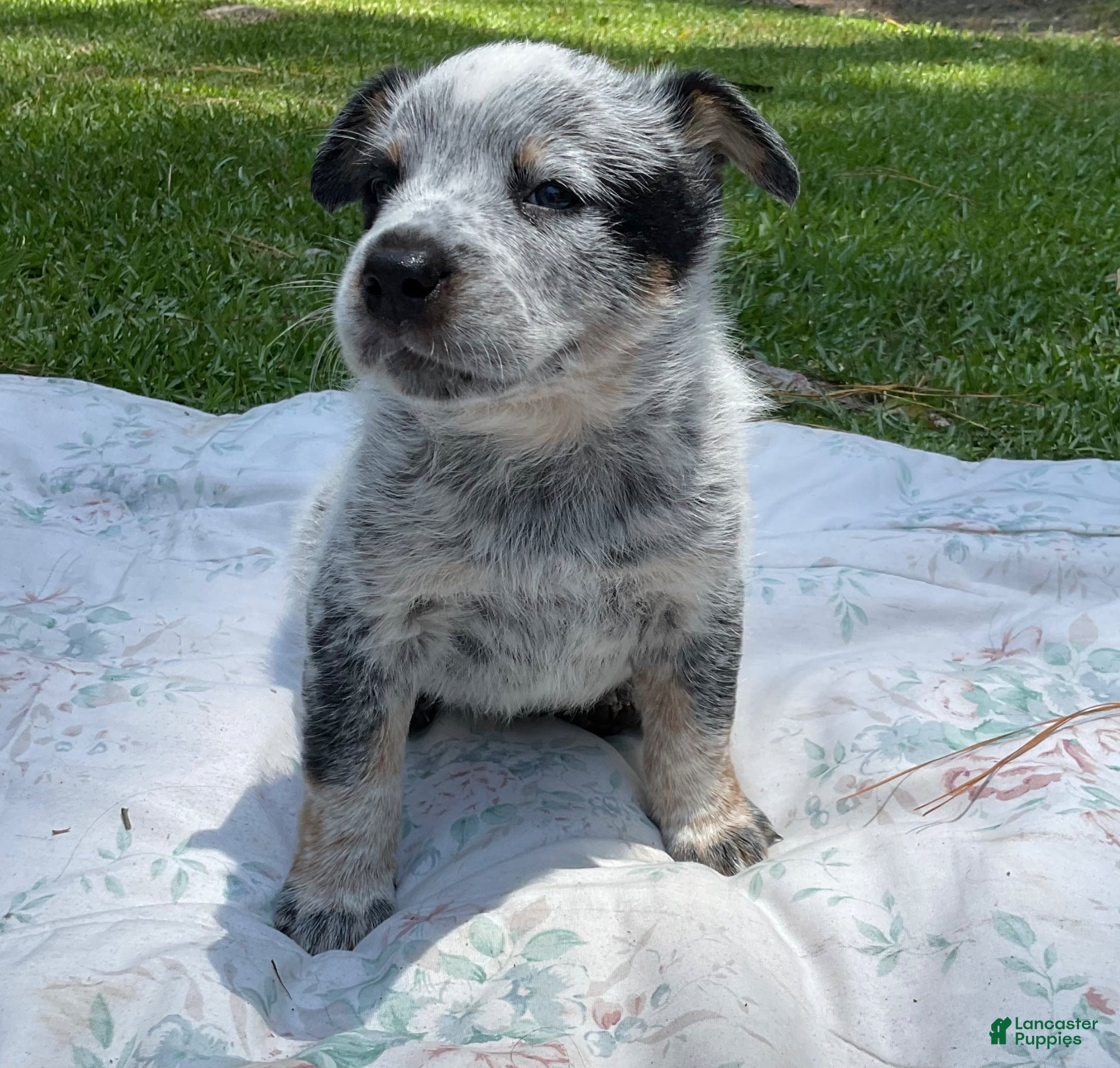 Australian Cattle Dog dogs Australian Cattle Dog Puppy 5 - Ad 34