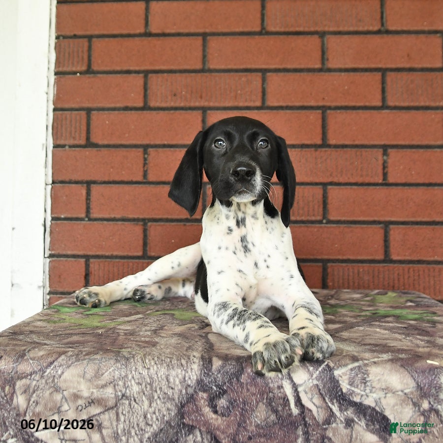 German Shorthaired Pointer dogs Gus - Ad 2