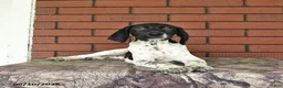 German Shorthaired Pointer dogs for sale: Gus - Ad 7