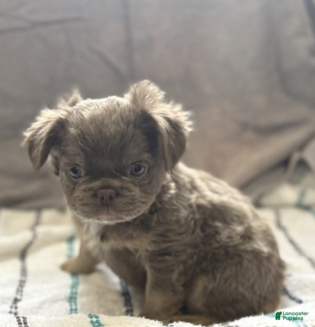 French Bulldog dogs for sale: MIni Fluffy French Bulldog Puppy 2 - Ad 1