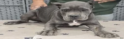 Cane Corso dogs for sale: Brown Boy - Ad 3