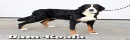 Bernese Mountain Dog dogs for sale: Cole - Ad 10