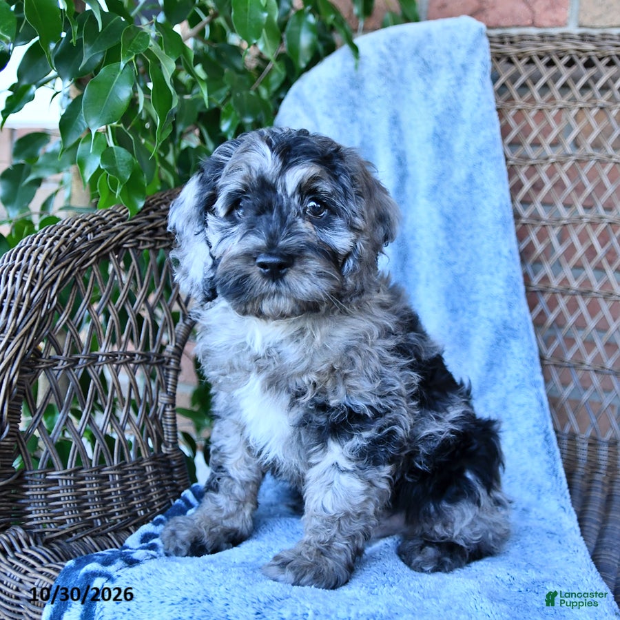 Cockapoo dogs for sale: Trevor - Ad 1