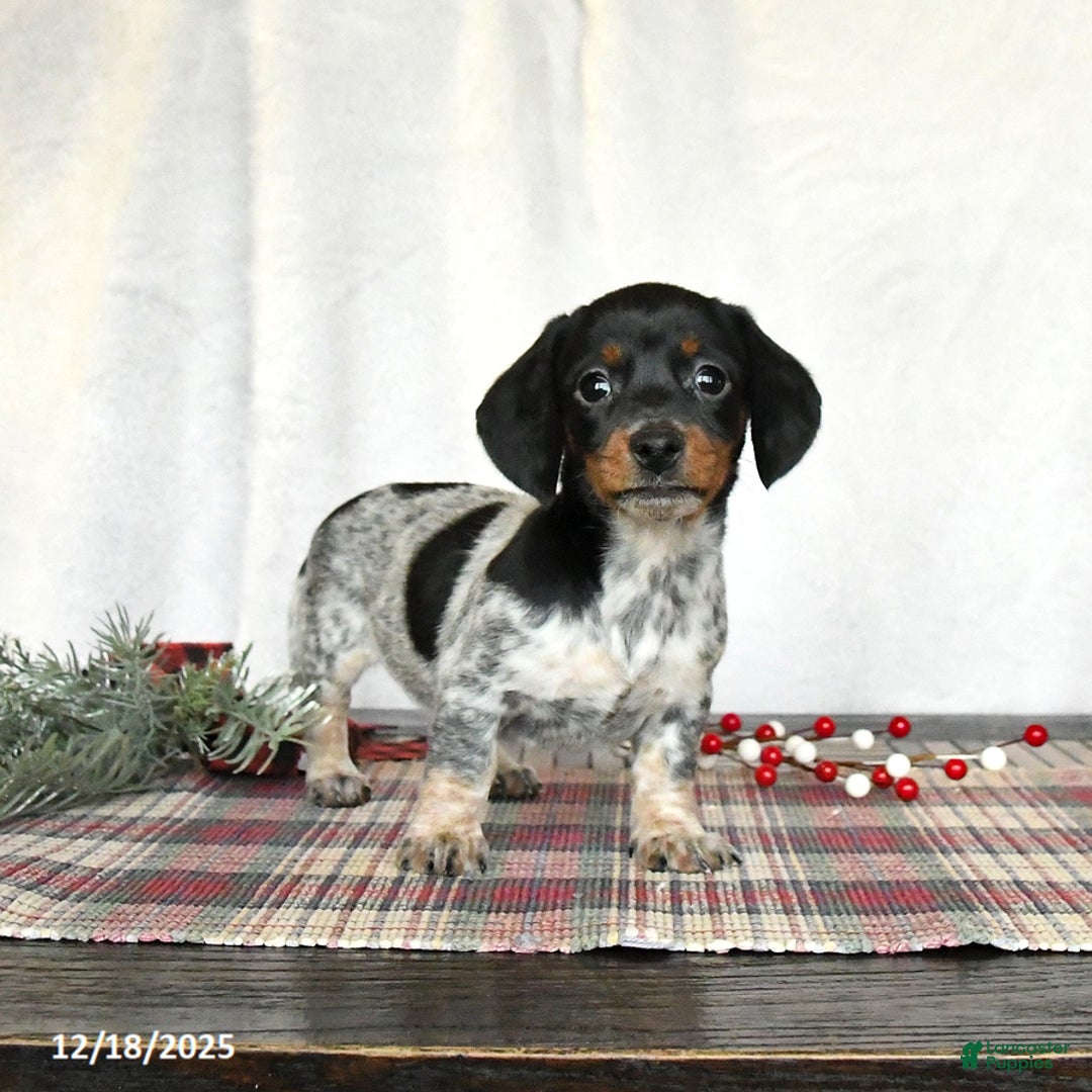 Miniature Dachshund dogs for sale: Satin - Ad 5
