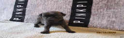 Pug dogs for sale: Pug Puppy 1 - Ad 9