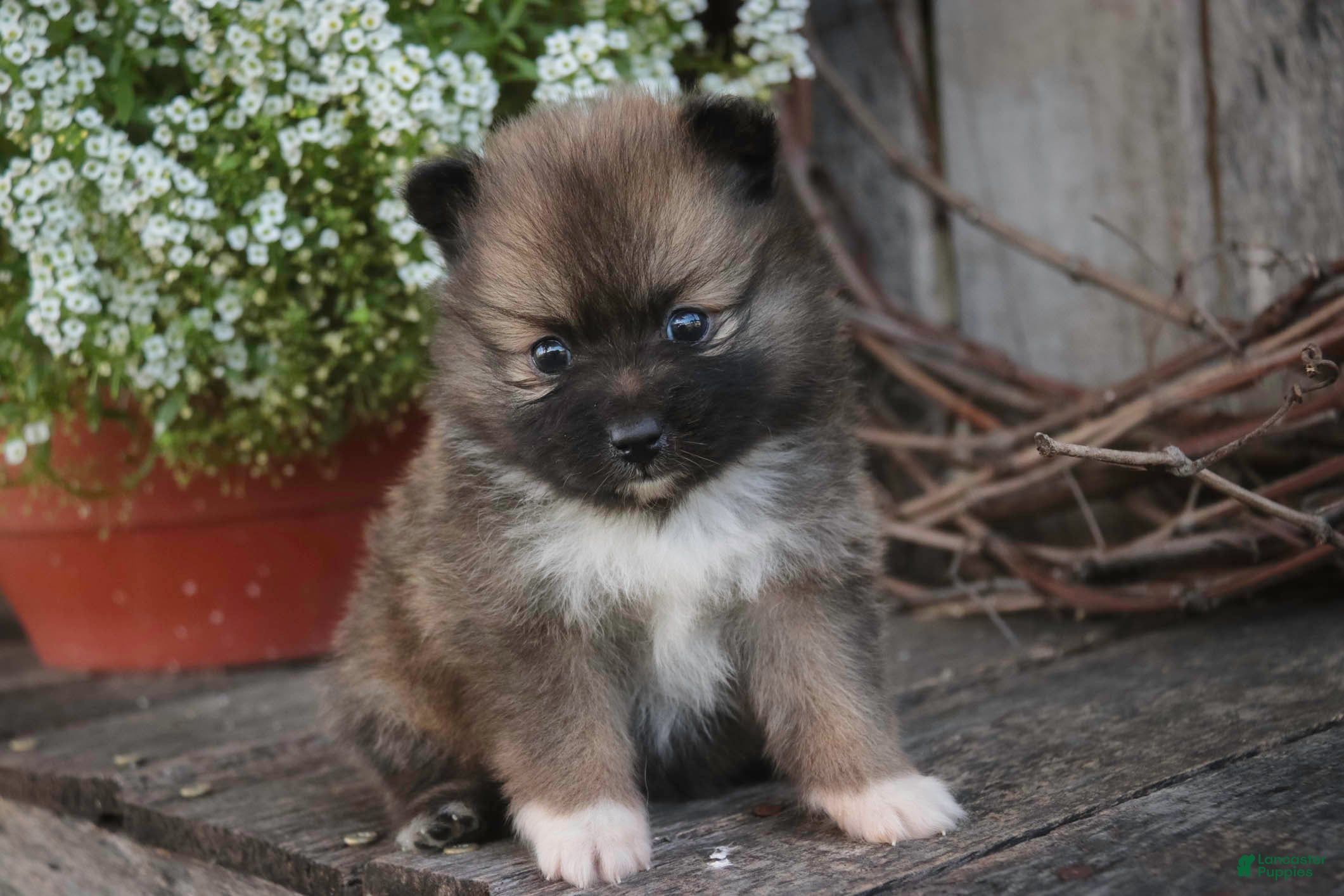 Pomeranian dogs Daphne Pomeranian  - Ad 1