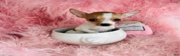 Chihuahua dogs for sale: Chihuahua Puppy 1 - Ad 1