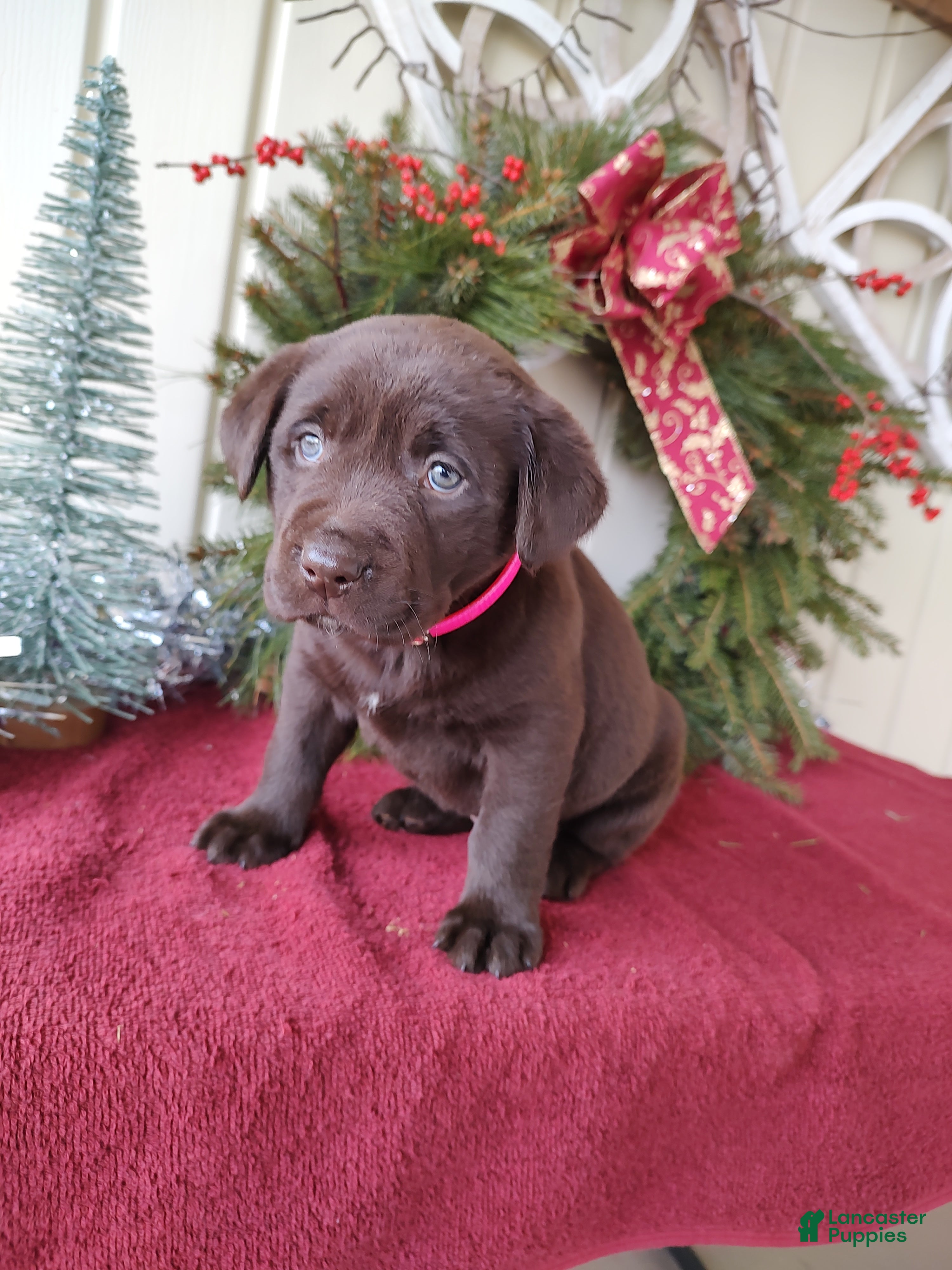 Labrador Retriever dogs for sale: Noel - Ad 1