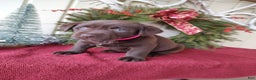 Labrador Retriever dogs for sale: Noel - Ad 1