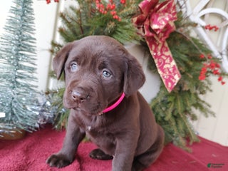 Labrador Retriever dogs for sale: Noel - Ad 1