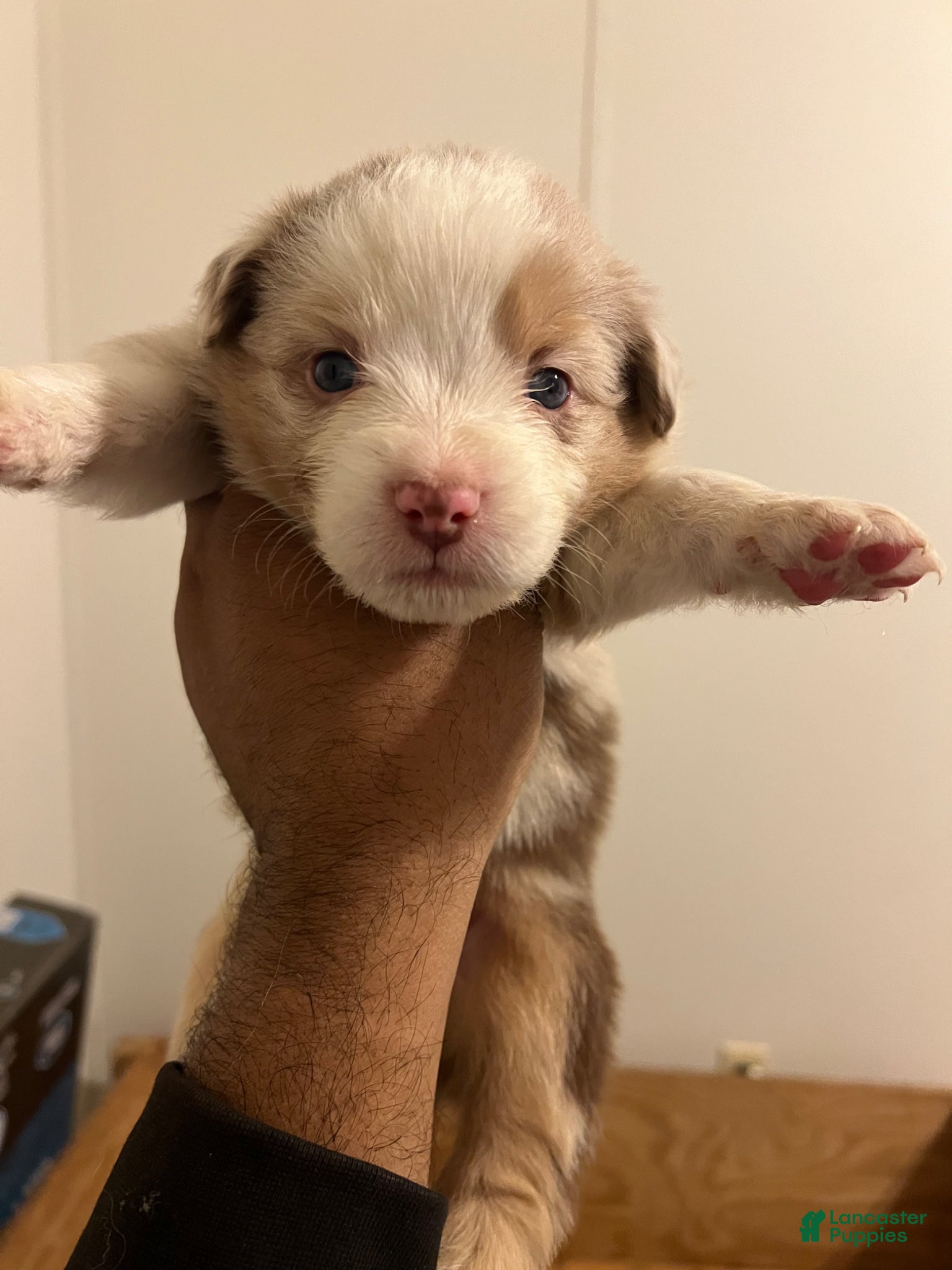 Australian Shepherd dogs Australian Shepherd Puppy 1 - Ad 10