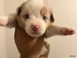 Australian Shepherd dogs Australian Shepherd Puppy 1 - Ad 15