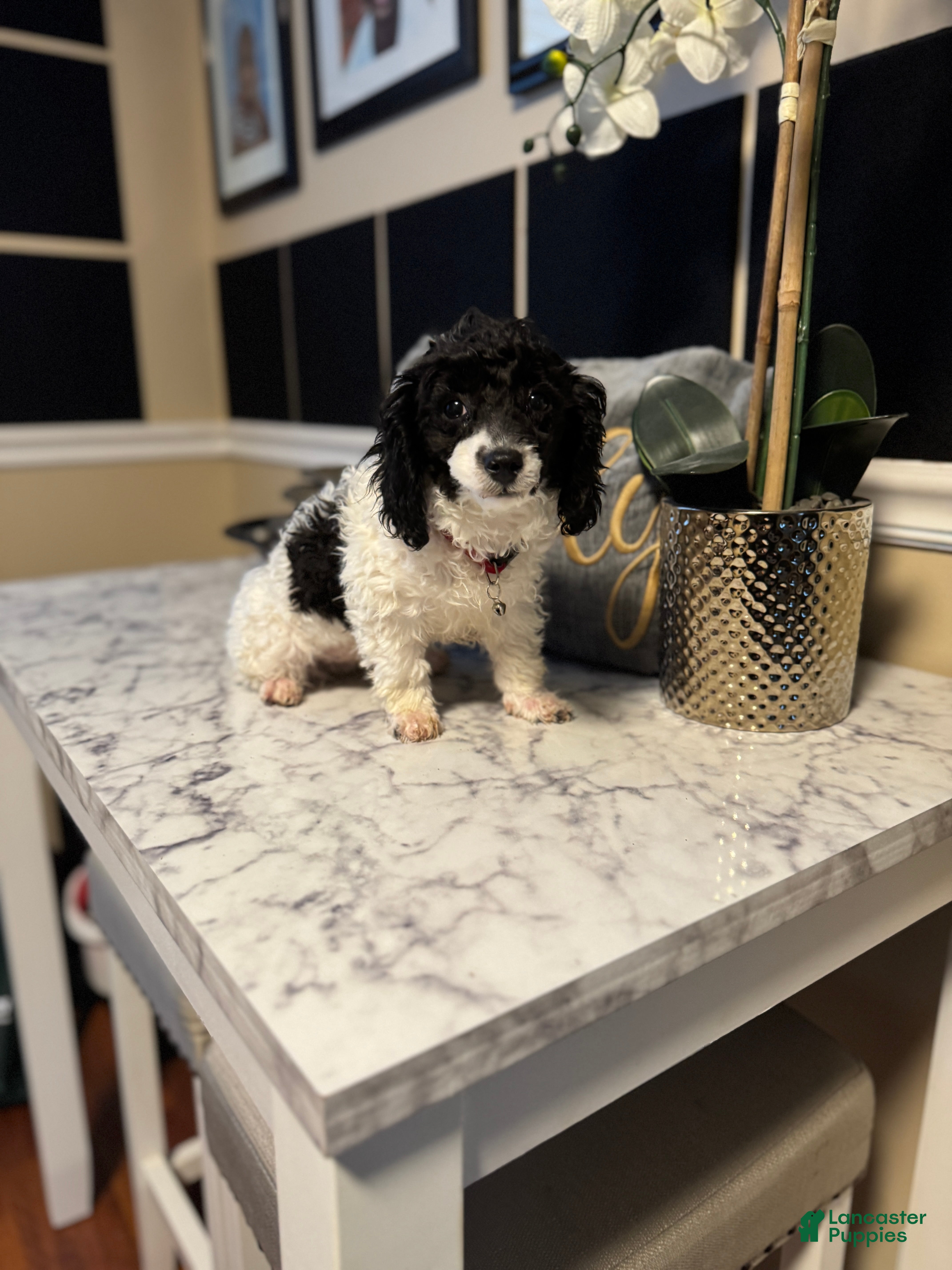 Toy Poodle dogs Pepper - Ad 2