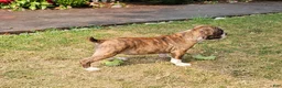 Mixed Breed dogs for sale: Tiger Girl - Ad 2