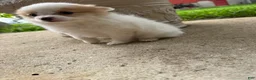 Pomeranian dogs for sale: Rudy - Ad 15
