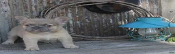 French Bulldog dogs for sale: Amy - Ad 1