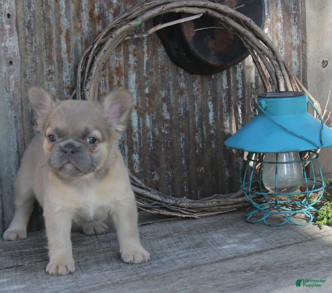 French Bulldog dogs for sale: Amy - Ad 1