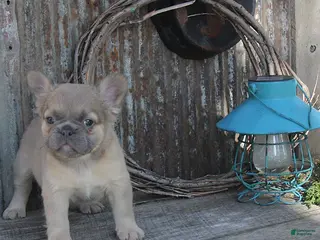 French Bulldog dogs for sale: Amy - Ad 4