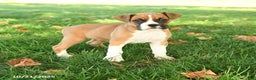 Boxer dogs for sale: Socks - Ad 2