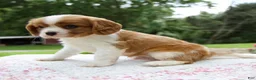Cavalier King Charles Spaniel dogs for sale: Beau - Ad 7