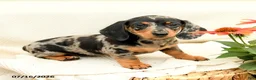 Miniature Dachshund dogs for sale: Gypsy  - Ad 3