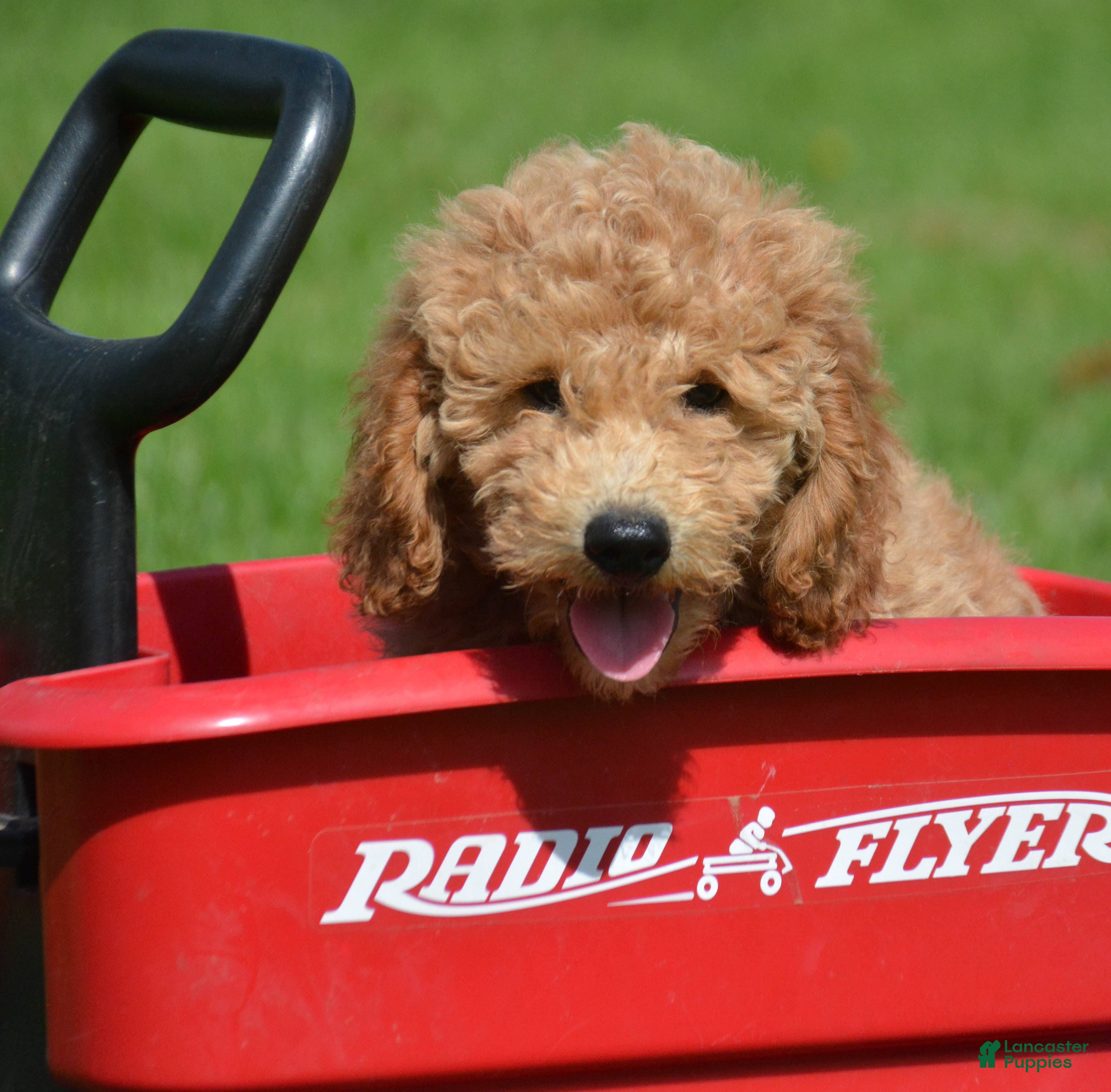 Mini Goldendoodle dogs Dotty Mini Goldendoodle 2 - Ad 1