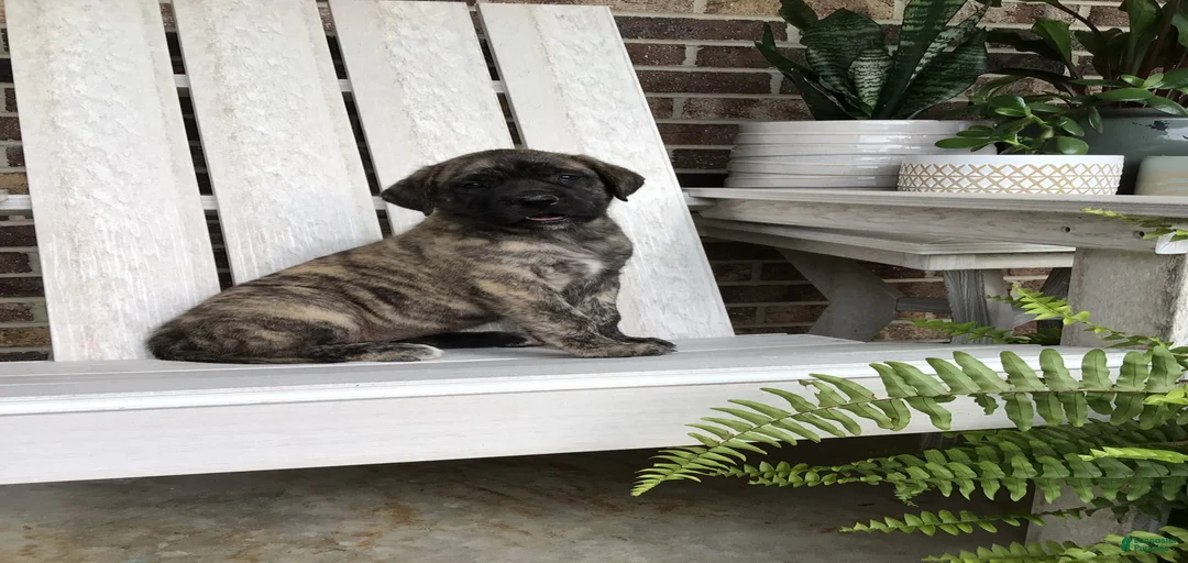 Gallery Image {{count}}