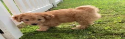Goldendoodle dogs for sale: Miles-Male - Ad 6