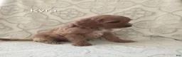 Shihpoo dogs for sale: Kenna - Ad 5