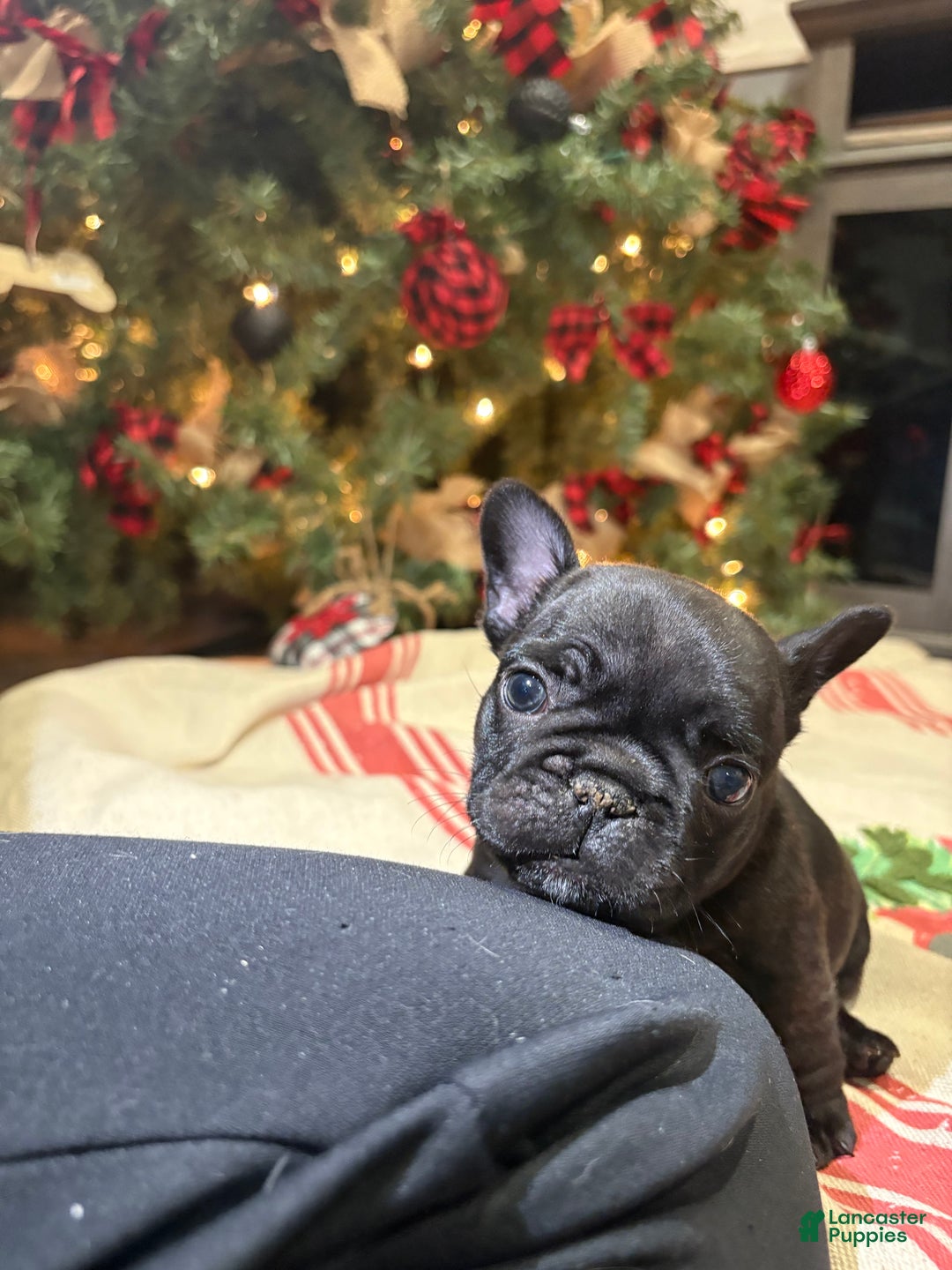 French Bulldog dogs for sale: French Bulldog Puppy 3 (purple collar) tiny - Ad 2
