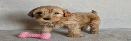 Cockapoo dogs for sale: Bailey - Ad 2