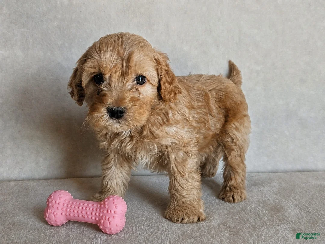Cockapoo dogs for sale: Bailey - Ad 2