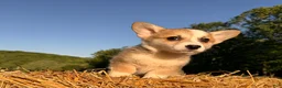 Welsh Corgi Pembroke dogs for sale: Mable - Ad 23