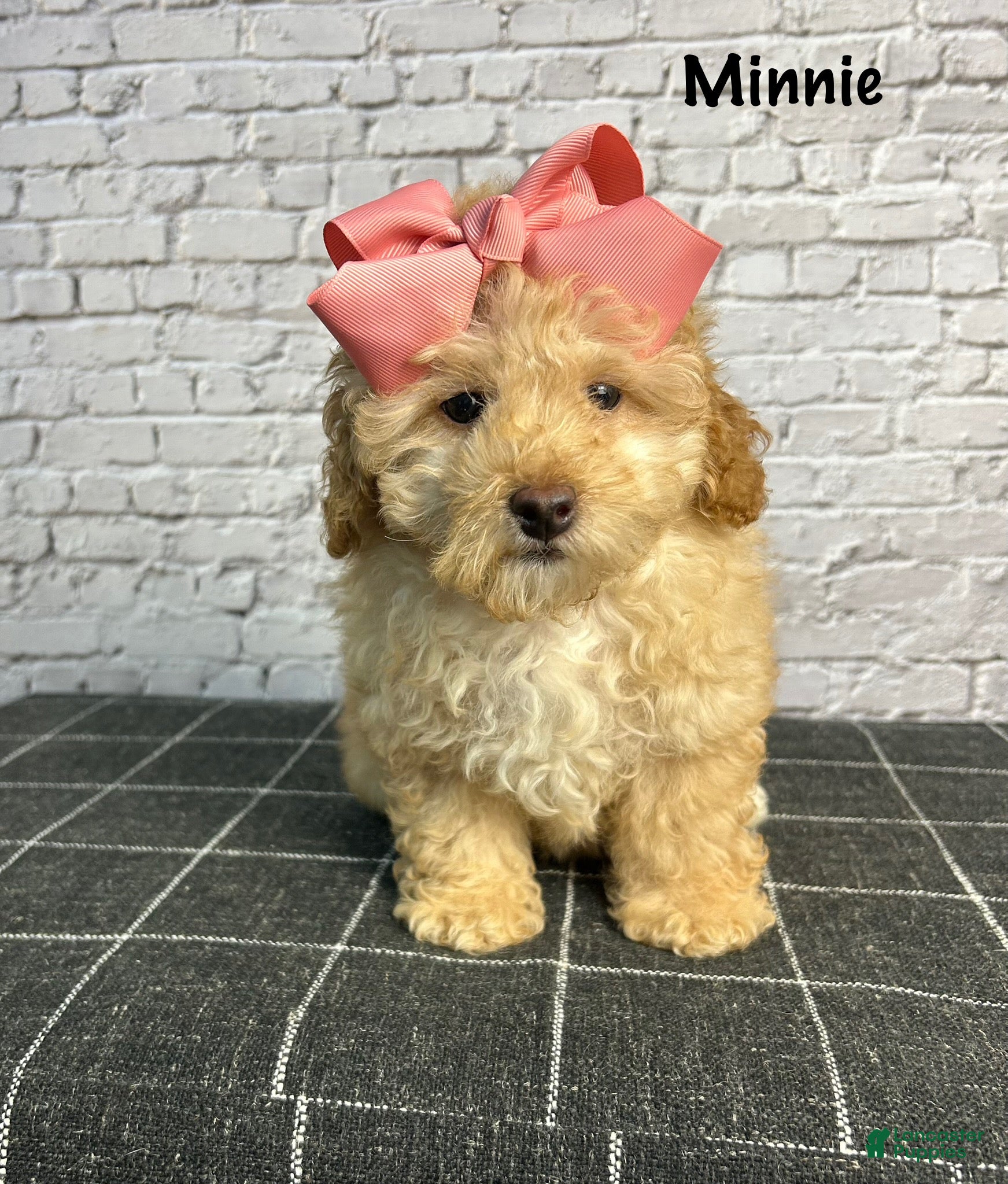 Toy Poodle dogs Toy Poodle Puppy 2 - Ad 42