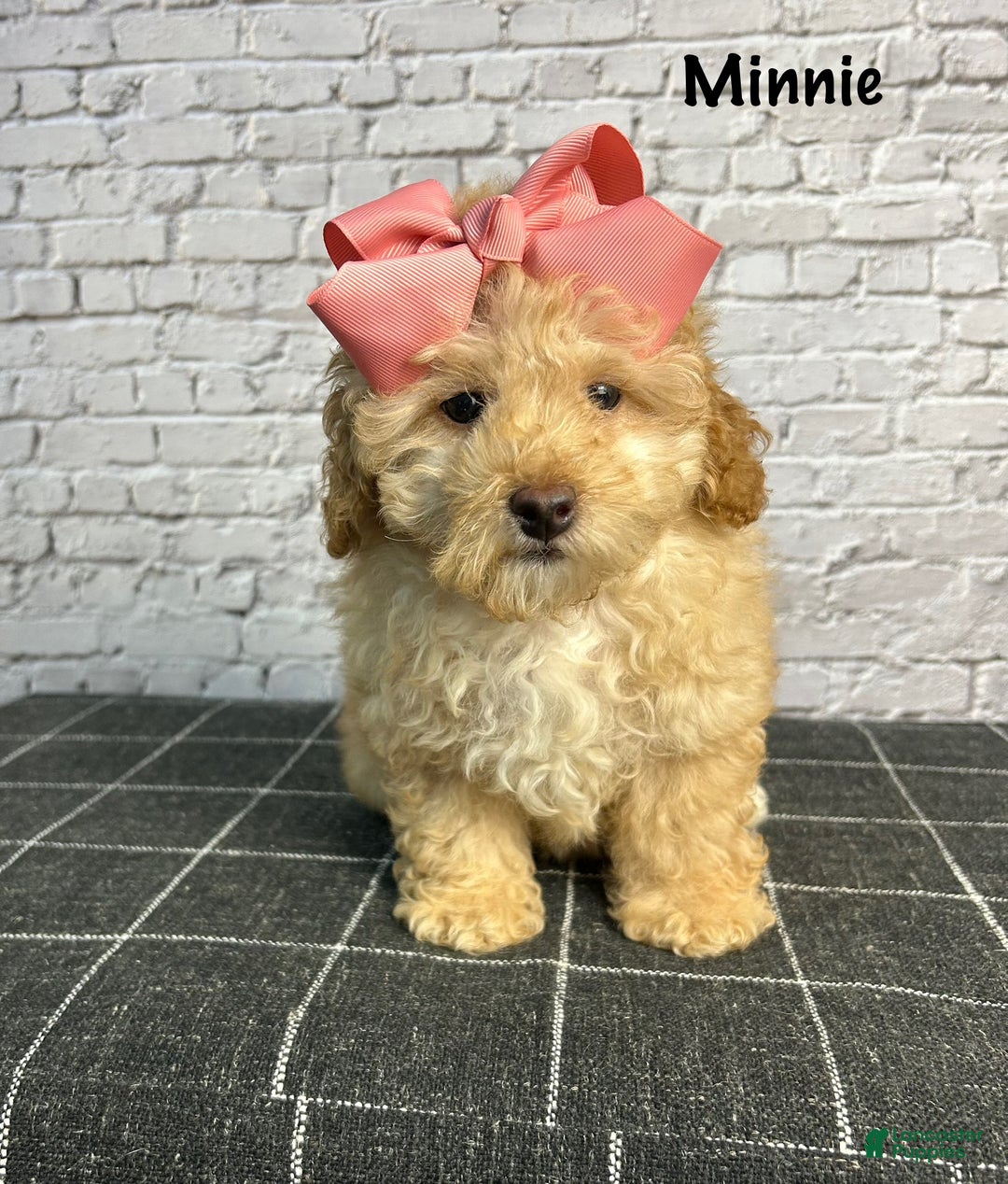 Toy Poodle dogs for sale: Toy Poodle Puppy 2 - Ad 1