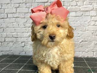 Toy Poodle dogs Toy Poodle Puppy 2 - Ad 42