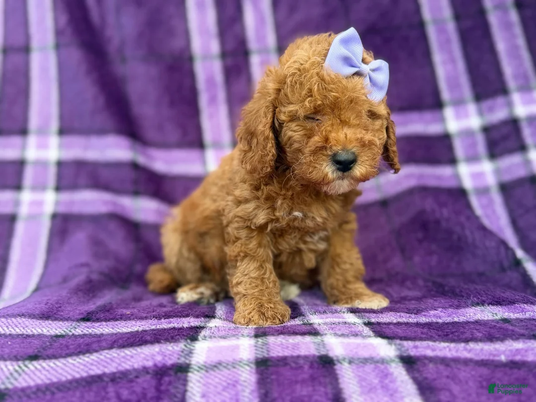 Cavapoo dogs for sale: Agnes - Ad 9