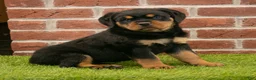 Rottweiler dogs for sale: Heidi - Ad 2