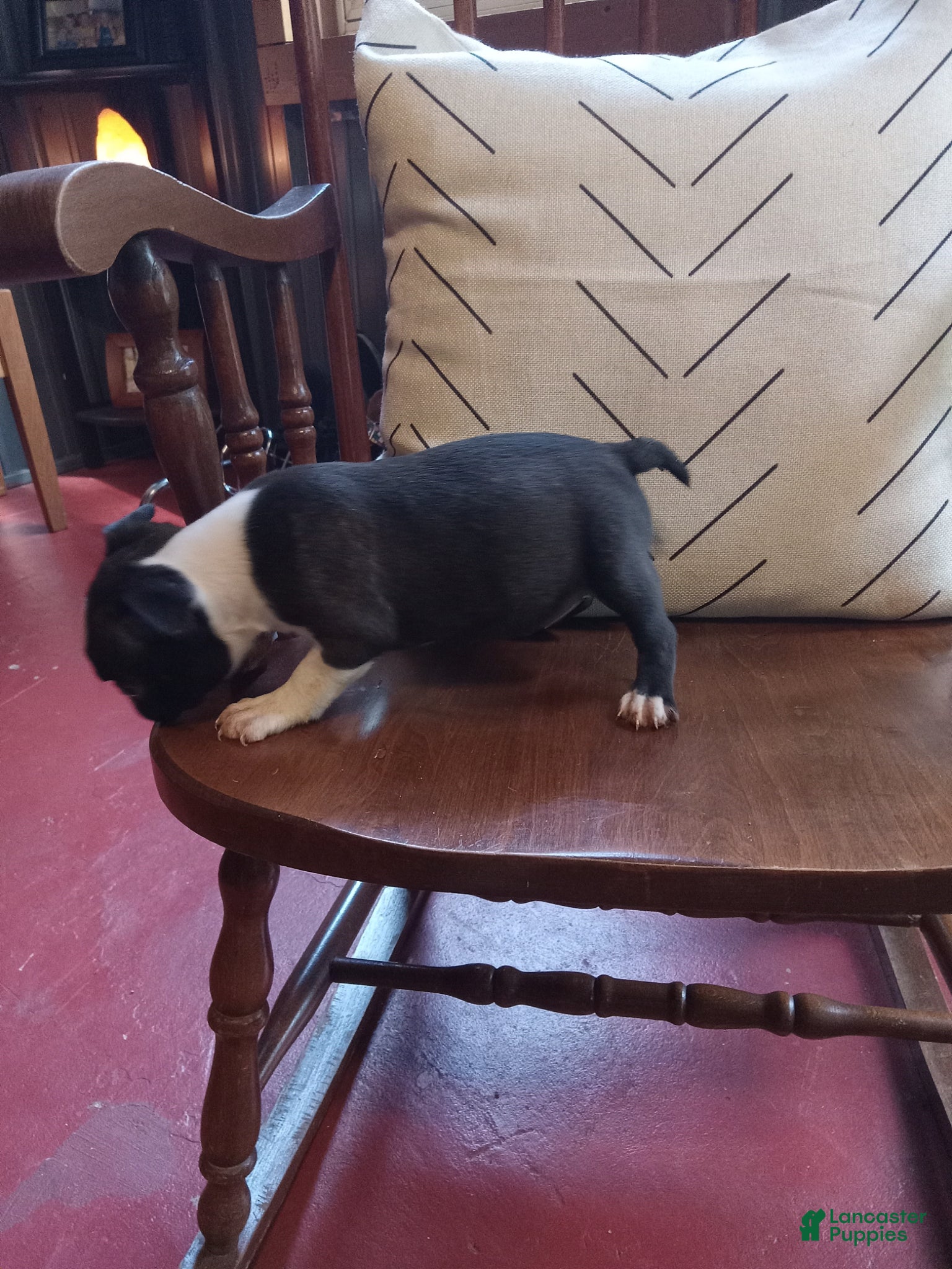 Boston Terrier dogs for sale: g-4 - Ad 1