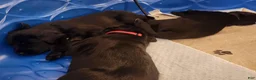 Mixed Breed dogs for sale: Einstein - Ad 7