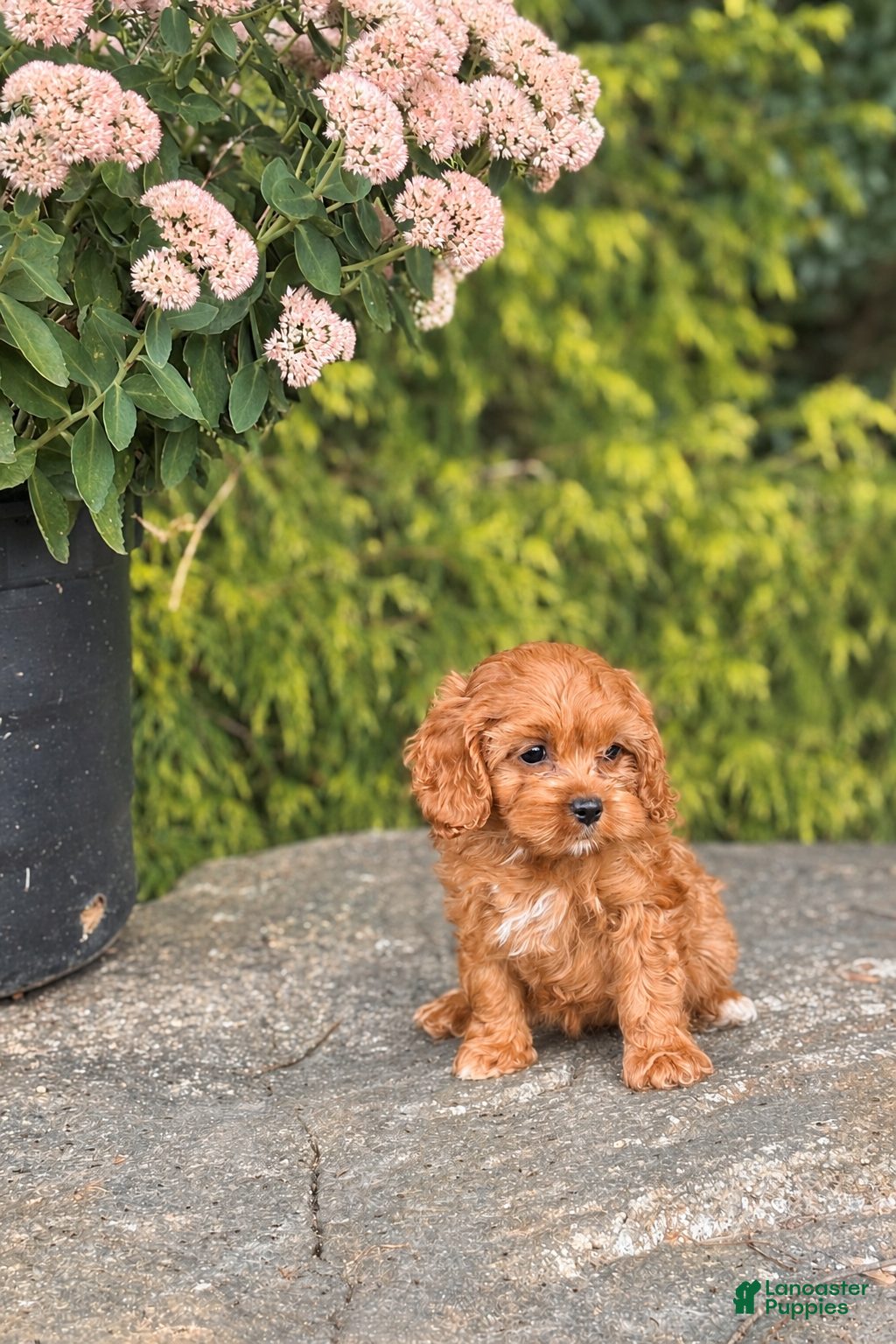 Cavapoo dogs Ella - Ad 19