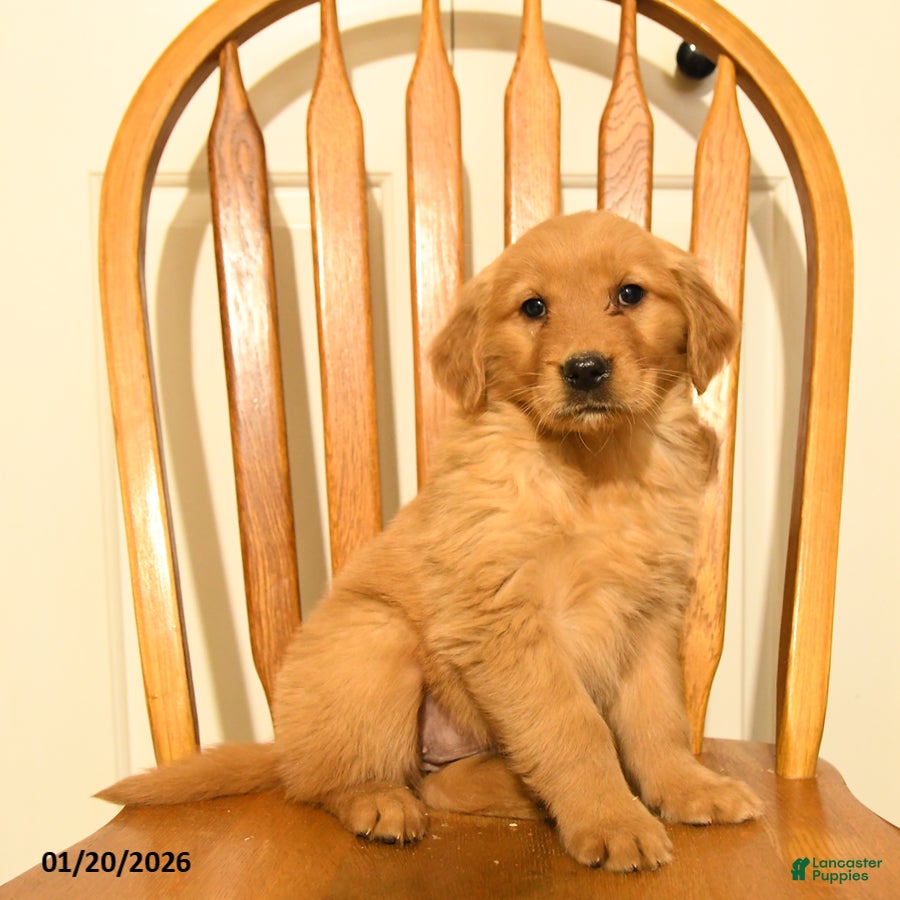 Golden Retriever dogs Butterscotch - Ad 27