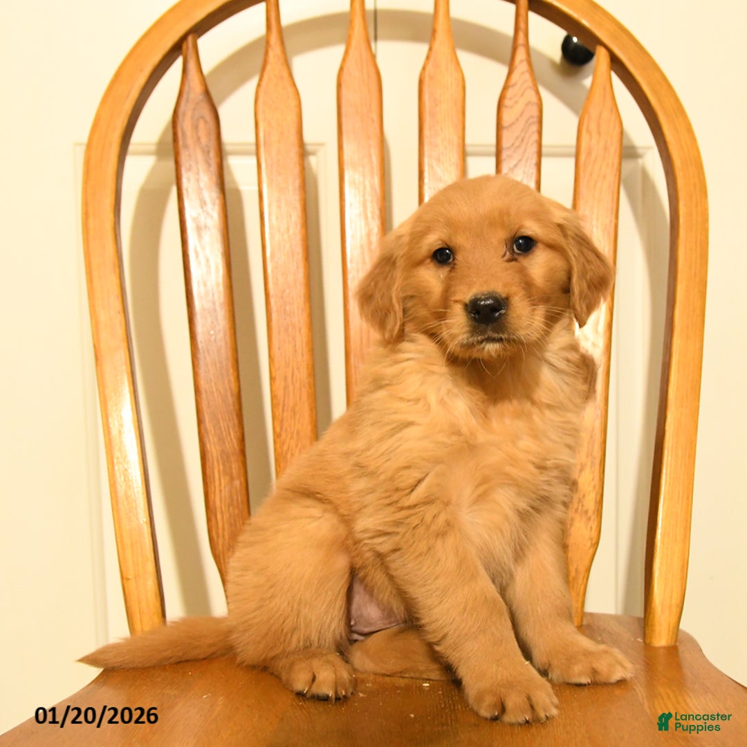 Golden Retriever dogs for sale: Butterscotch - Ad 1